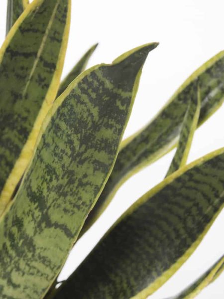 Sanseveria Laurentii vendita online