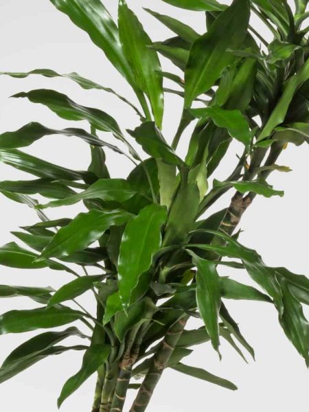 Alternative view of Dracaena Janet Lind