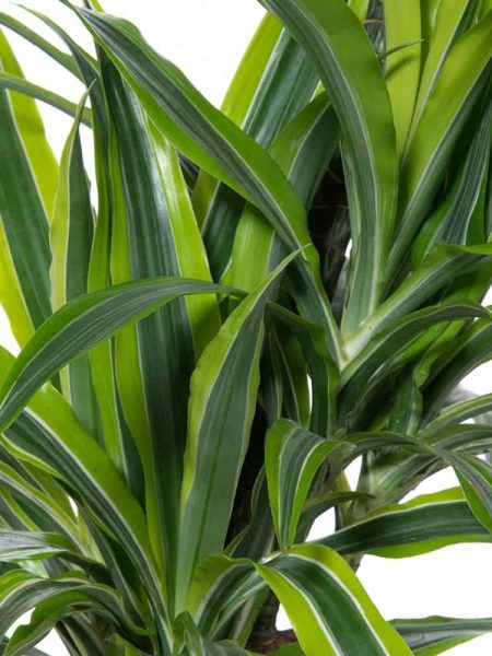 Dracaena Lemon Lime compro