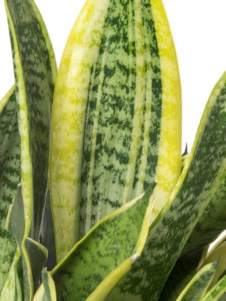 Sansevieria laurenti con alzata