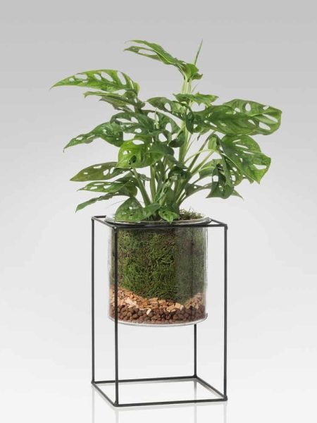 Philodendro Monstera con alzata urban junglee