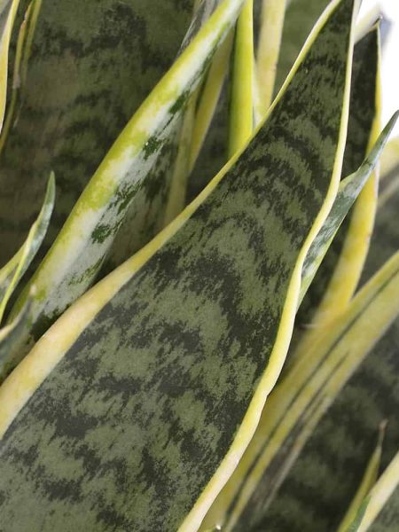Sansevieria