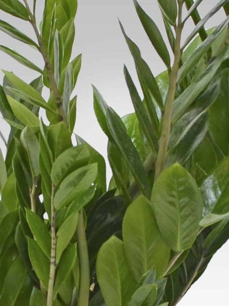 Zamioculcas