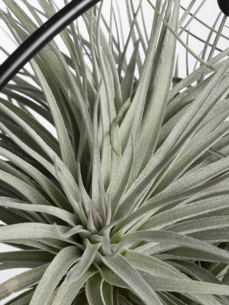 Tillandsia pianta dell'aria