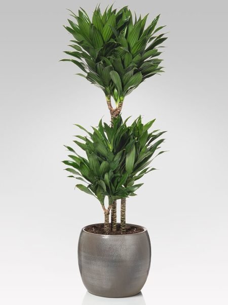 Dracaena Craig Compacta