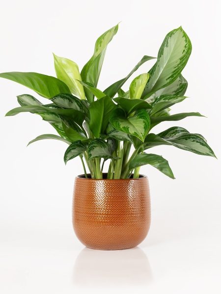 Alternative view of Aglaonema