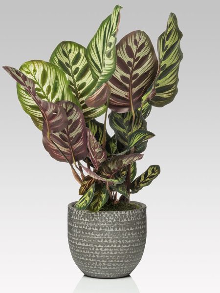 Calathea Makoyana