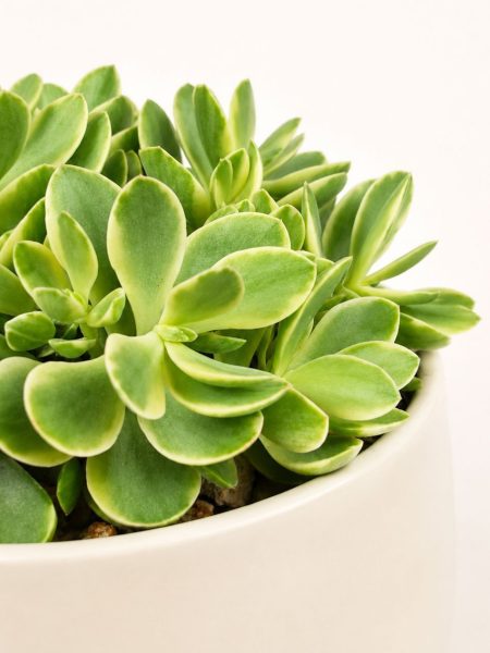 Alternative view of Crassula Money Maker