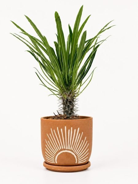 Pachypodium lamerei