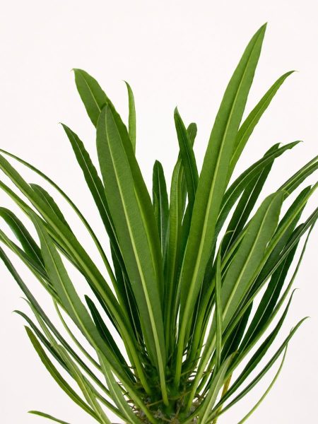 Alternative view of Pachypodium lamerei