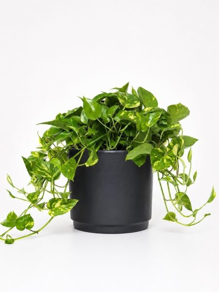 Pothos in basket