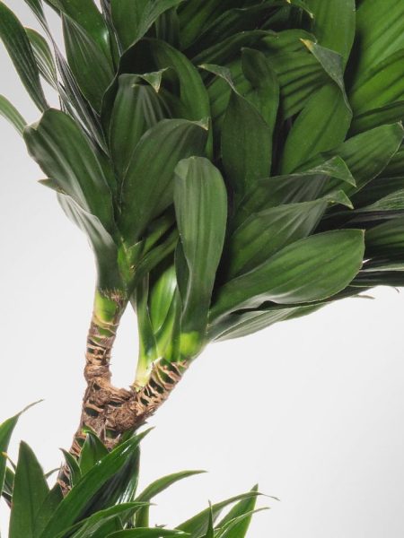 Alternative view of Dracaena Craig Compacta