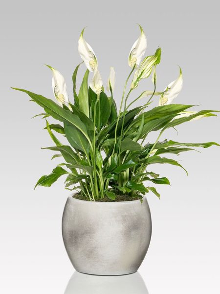 Spathiphyllum - Giglio della pace