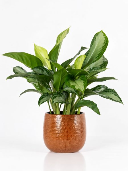 Aglaonema