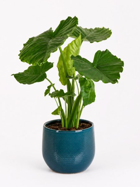 Alocasia gageana "California"
