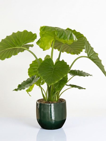 Alternative view of Alocasia gageana "California"