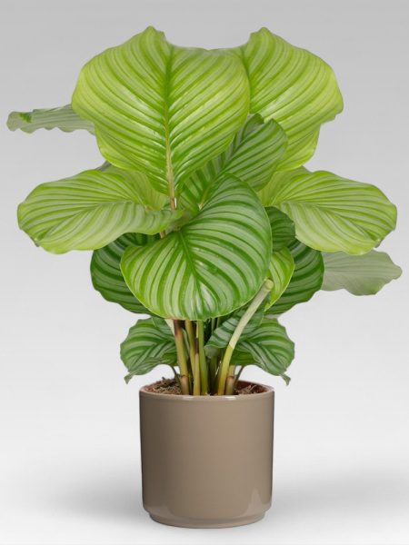 Calathea Orbifolia