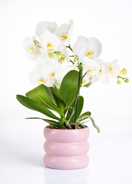 Orchidee