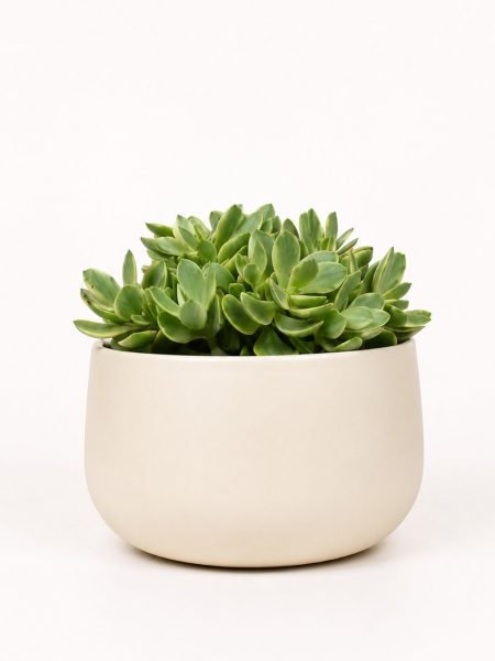 Crassula Money Maker