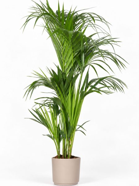 Kentia o Kenzia