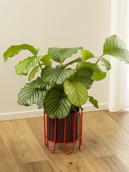 Alternative view of Calathea Orbifolia