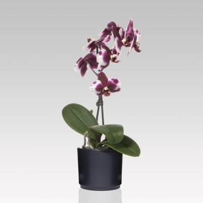 Alternative view of Orchidea 1 stelo Phalaenopsis multiflora
