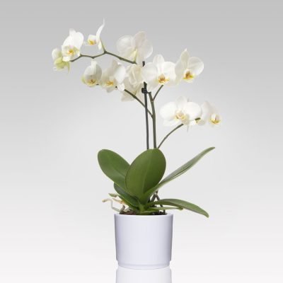 Orchidea 1 stelo Phalaenopsis multiflora