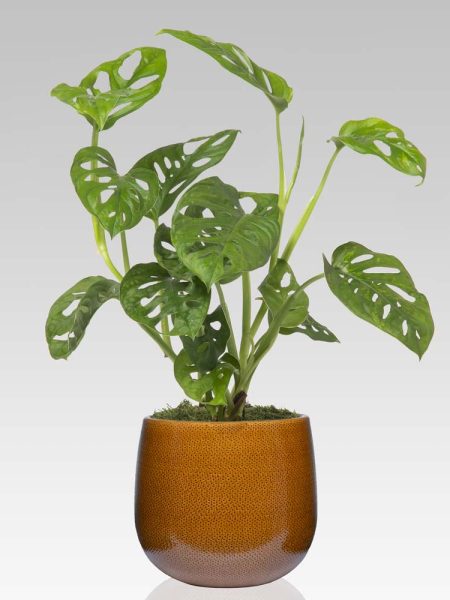 Philodendron Monstera Monkey Leaf