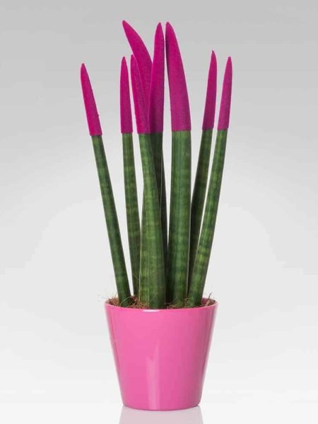 Sanseveria velvet Touch® rosa