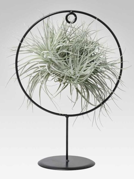 Tillandsia Design argento Magic Ball