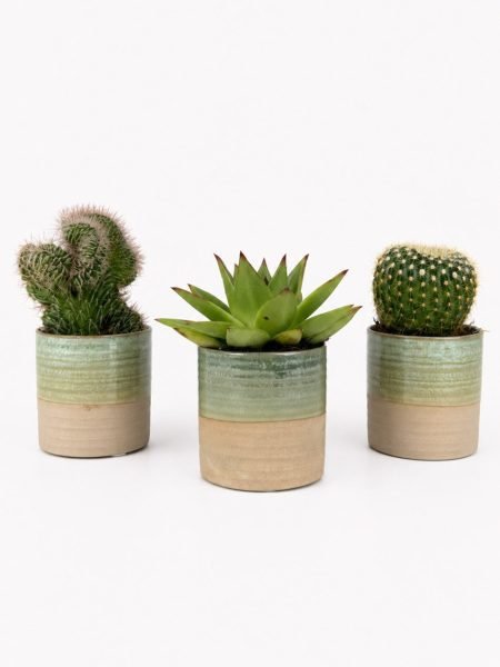 Set baby grasse - Verde