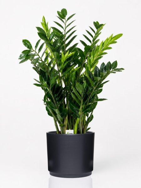 Zamioculcas